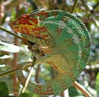 ����� ����� ���